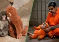 Nicolás Maduro pide que le den un changuito de peluche para no sentirse tan romanza