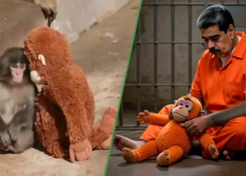 Nicolás Maduro pide que le den un changuito de peluche para no sentirse tan romanza