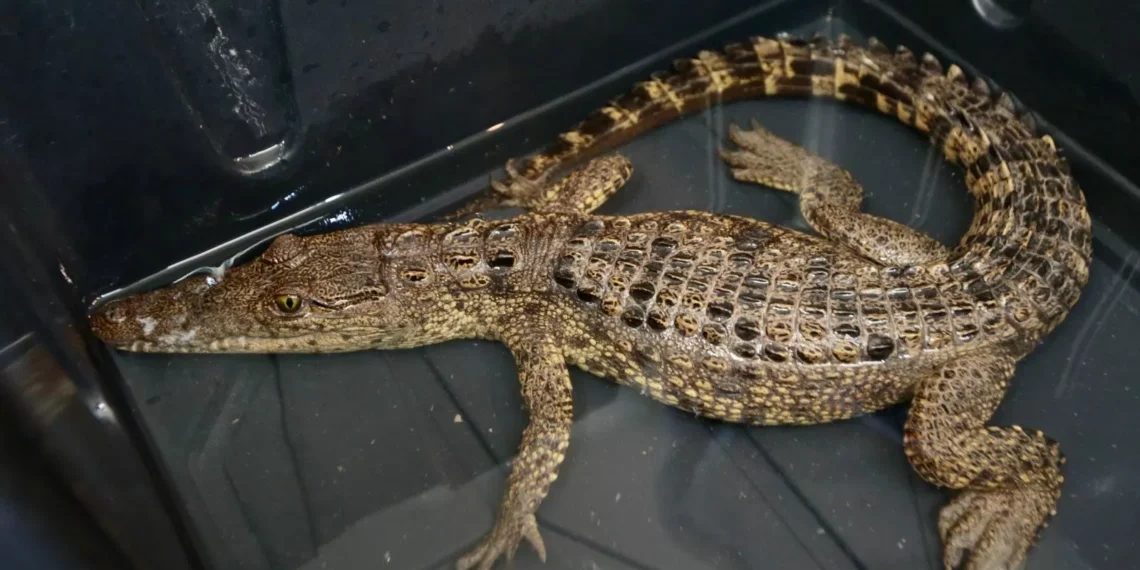 Capturan cocodrilo en la Presa Palo pálido; mantienen operativo para ubicar otro ejemplar
