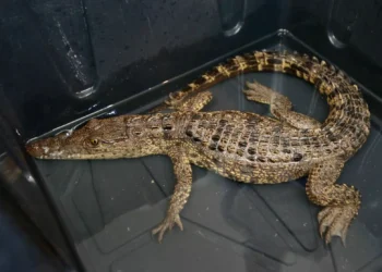 Capturan cocodrilo en la Presa Palo pálido; mantienen operativo para ubicar otro ejemplar