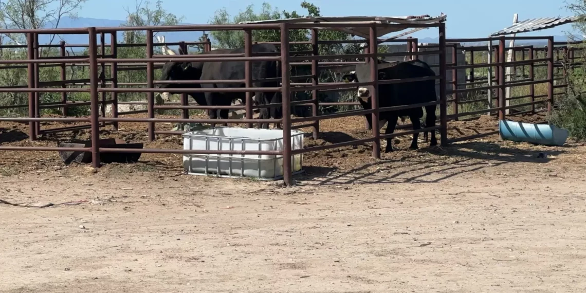 Preocupa a ganaderos de Coahuila avance de gusano barrenador